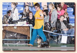 yorkshire terrier Ирикидс Би Май Джой (Be My Joy), питомник йорков, Ирикидс, Пенза