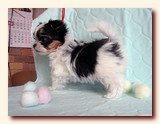 щенок бивера, мальчик, возраст 2 месяца, Ирикидс, Пенза