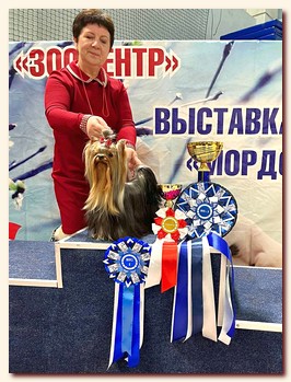 Племенная сука йорк. Йоркширский терьер ГОЛДЕН ЛОТОС ПЕРСИДСКАЯ ПРИНЦЕССА, Ирикидс Племенная сука йорк. Йоркширский терьер ГОЛДЕН ЛОТОС ПЕРСИДСКАЯ ПРИНЦЕССА, Ирикидс