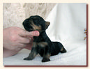 щенок йоркширского терьера, мальчик, 2 недели, Ирикидс, Пенза
