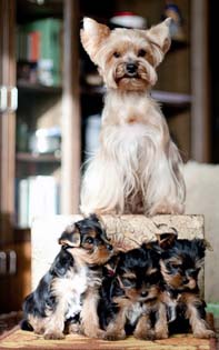 продаются щенки йорка yorkshire terrier
