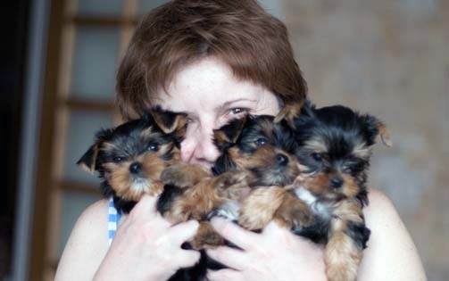 продаются щенки йорка yorkshire terrier
